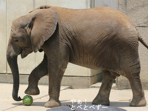日本で唯一アフリカゾウの子象が見られる愛媛とべ動物園