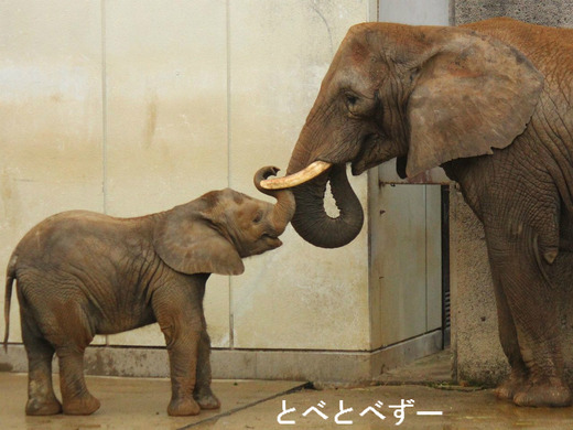 とべ動物園アフリカゾウのブログ:やぁ!とべとべずー