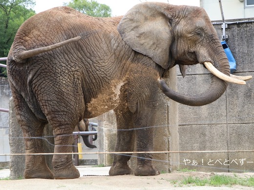 リカ母さんの砂浴び@愛媛県立とべ動物園