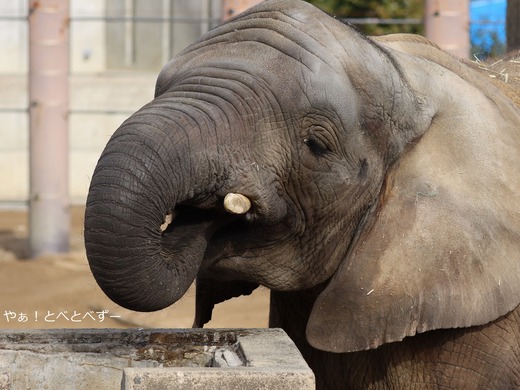 アフリカゾウのお転婆