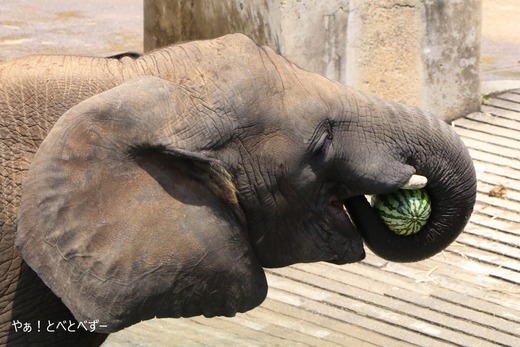 とべ動物園ブログ：やぁ！とべとべずー