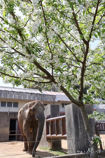 とべ動物園アフリカゾウ:媛ちゃん(メス、18歳)