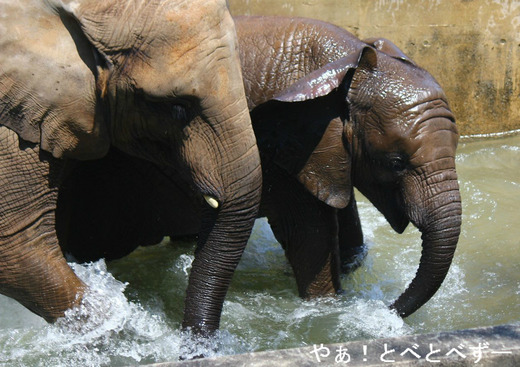 とべ動物園アフリカゾウのブログ：やぁ！とべとべずー