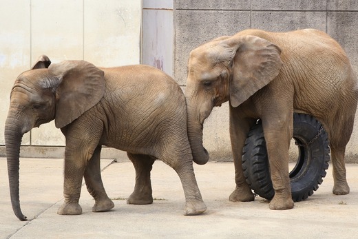 とべ動物園ブログ:やぁ!とべとべずー