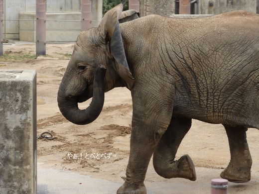 日本で唯一血縁関係のあるアフリカゾウの親子が暮らす愛媛とべ動物園