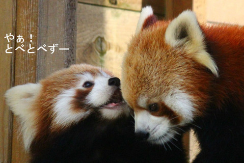 とべ動物園レッサーパンダ：ととまるくん