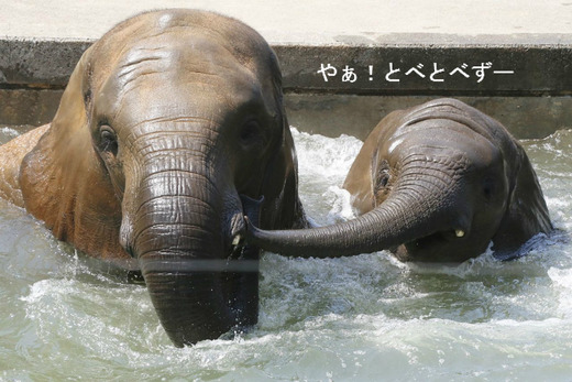 とべ動物園アフリカゾウのブログ