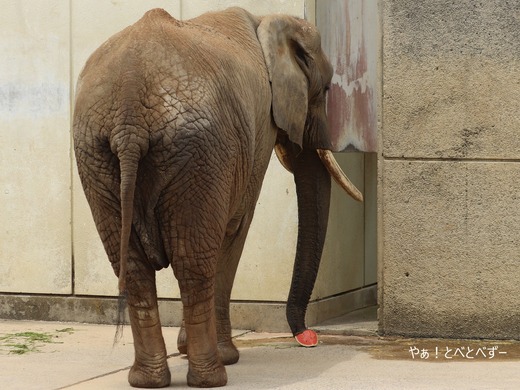 アフリカゾウ、アジアゾウ大好きブログ:やぁ!とべとべずー