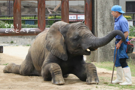 アフリカゾウの写真満載のブログ：やぁ！とべとべずー