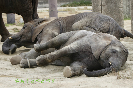 日本で唯一血縁関係のあるアフリカゾウが暮らす愛媛とべ動物園