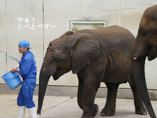 とべ動物園アフリカゾウのレジェンド飼育員の椎名修さん