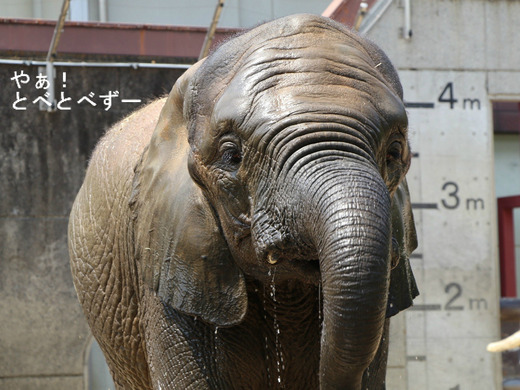とべ動物園アフリカゾウのブログ：やぁ！とべとべずー