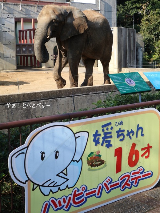 とべ動物園アフリカゾウのブログ：やぁ！とべとべずー