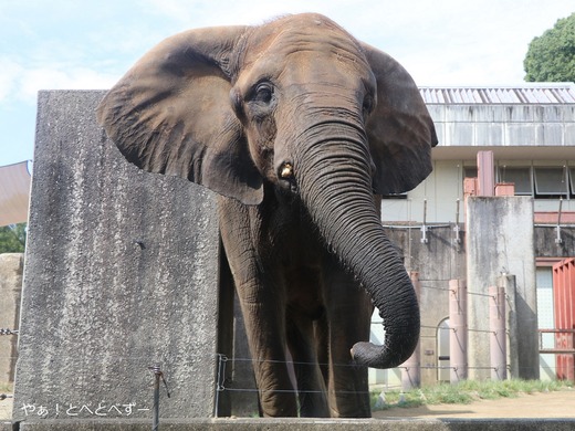 とべ動物園アフリカゾウ:アフ、リカ、媛、砥夢、砥愛