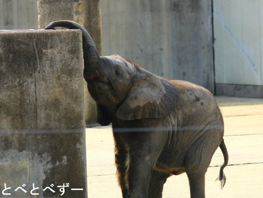 とべ動物園アフリカゾウのブログ：やぁ！とべとべずー与茂駄くあとろ