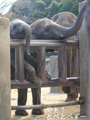 とべ動物園アフリカゾウの姉妹：砥愛ちゃん、媛ちゃん