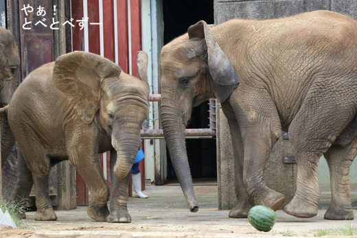 とべ動物園アフリカゾウの仲良し姉妹:媛ちゃん、砥愛ちゃん