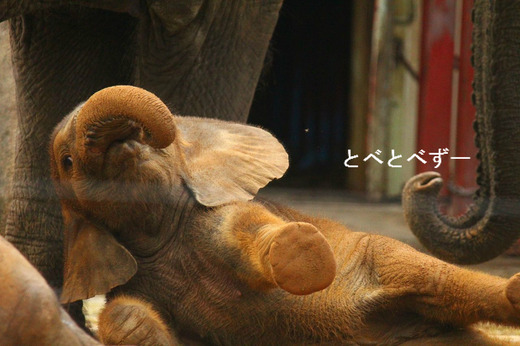 とべ動物園アフリカゾウのブログ：やぁ！とべとべずー