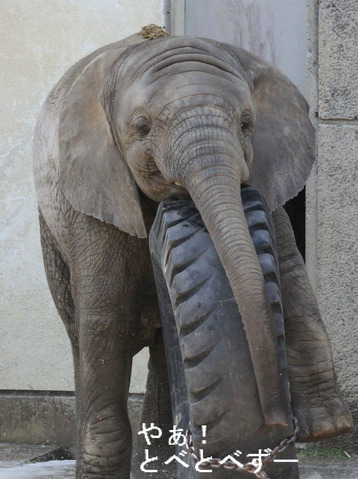とべ動物園ブログ:ゾウ、白くま、レッサーパンダ、ライオン