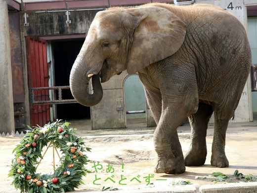 とべ動物園アフリカゾウのブログ：やぁ！とべとべずー