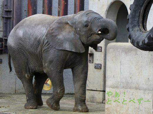 とべ動物園アフリカゾウのブログ:やぁ!とべとべずー