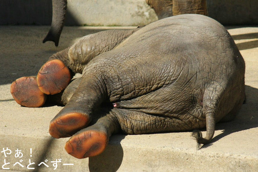 とべ動物園アフリカゾウ:アフ(父)、リカ(母)