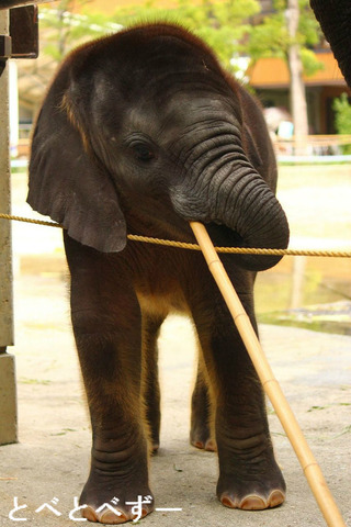 とべ動物園アフリカゾウの赤ちゃん