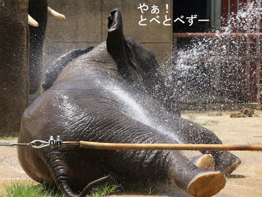 とべ動物園アフリカゾウ