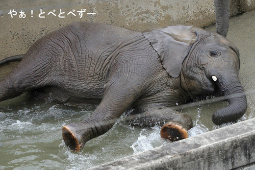 とべ動物園アフリカゾウのブログ：やぁ！とべとべずー