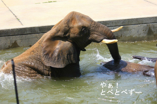プールで水浴びをするアフリカゾウの親子