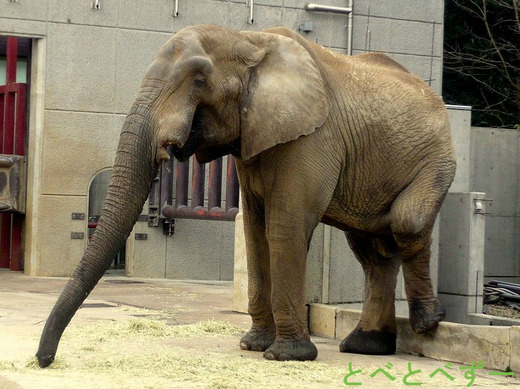 とべ動物園　オス象（アフ）