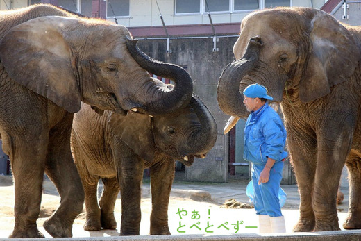 とべ動物園アフリカゾウの