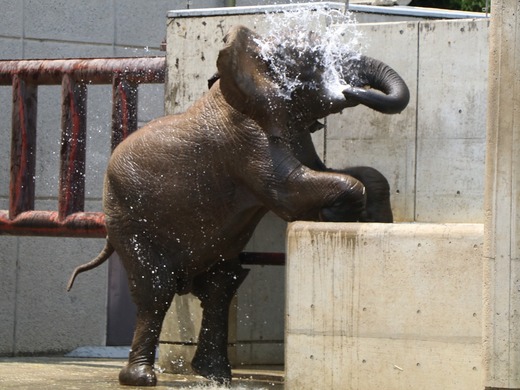 水浴びをするアフリカゾウの子象