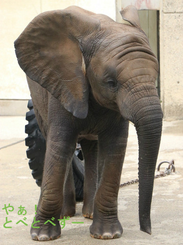 とべ動物園アフリカゾウ：砥愛ちゃん（メス、５歳）
