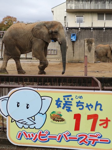 とべ動物園アフリカゾウのブログ：やぁ！とべとべずー
