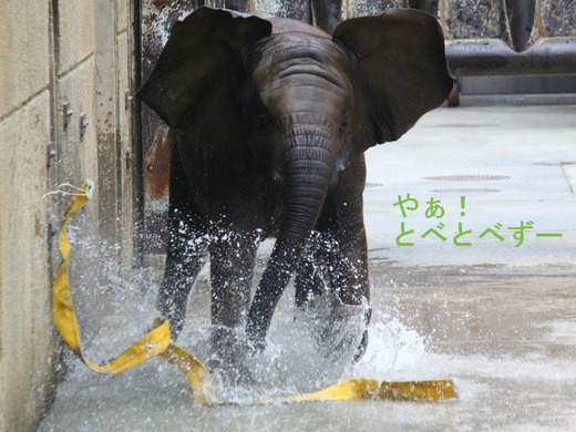愛媛県立とべ動物園のアイドル・アフリカゾウと飼育員の椎名修さん