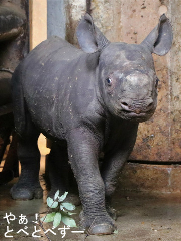 ヒガシクロサイの赤ちゃんが生まれました:とべ動物園(愛媛)