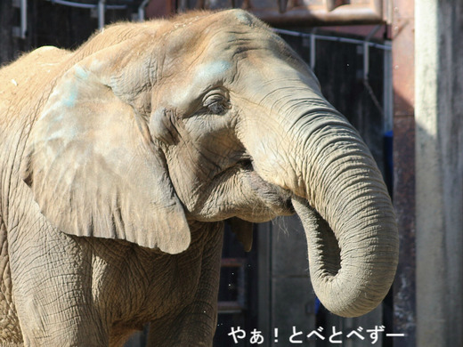 とべ動物園イベント：アフリカゾウの媛ちゃんの14歳のお誕生会