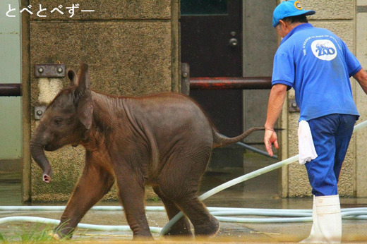 とべ動物園アフリカゾウの親子　お父さん：アフ、お母さん：リカ