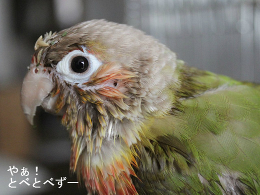 ウロコインコの耳の穴