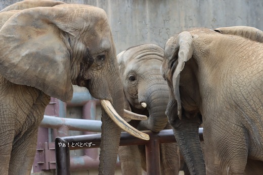 日本で唯一アフリカゾウの家族が暮らす愛媛県立とべ動物園