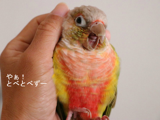 ウロコインコ(パイナップル)の『もみじ』さん