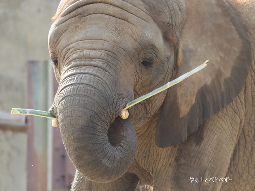 日本で唯一アフリカゾウの子象が見られる愛媛とべ動物園