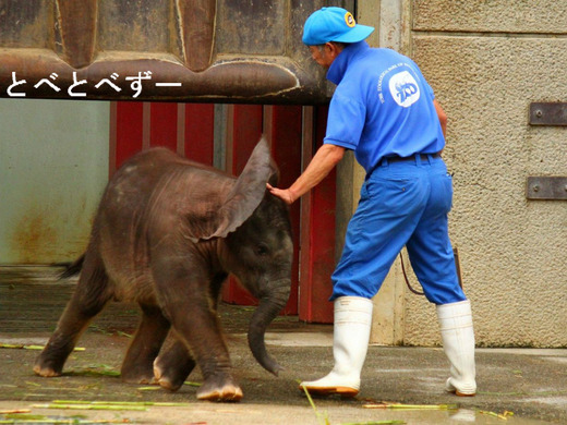 最近10年間で日本の動物園で生まれたアフリカゾウ：とべ動物園