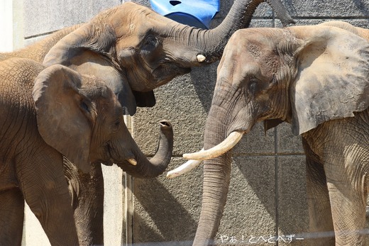 アフリカゾウの親子:リカ、媛、砥愛