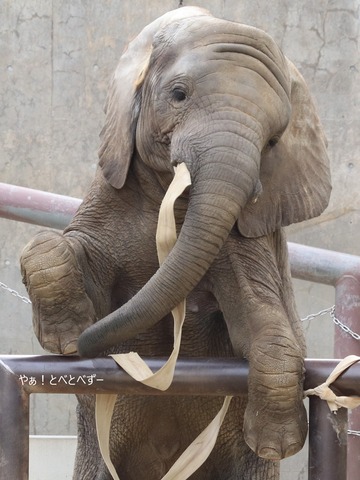 とべ動物園ブログ：砥愛、ララ、イオ、フー、ウララ、ルビー