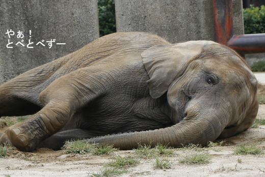 媛ちゃんの11歳のお誕生会開催2017.11.11