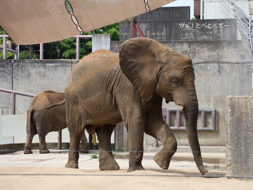 アフリカゾウの暑さ対策@愛媛県立とべ動物園