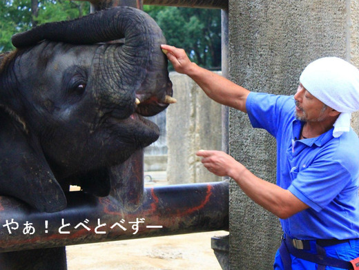 アフリカゾウのレジェンド飼育員の椎名修さんと子象の砥愛ちゃん