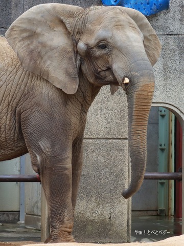 とべ動物園アフリカゾウ:媛(メス、19歳)